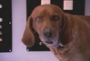 Filename=talkingdog2.jpg
Filesize=13KiB
Dimensions=512x352
Date added=Jan 19, 2009 talkingdog2.jpg