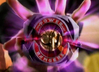 morpheropenadam.jpg