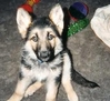 Filename=draco.JPG
Filesize=20KiB
Dimensions=336x308
Date added=Jan 30, 2006 draco.JPG